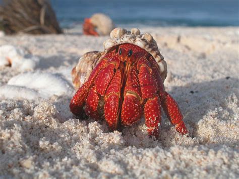 Banco de imagens : de praia, areia, oceano, animais selvagens, Comida, vermelho, frutos do mar ...