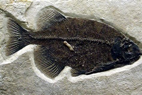 Free picture: phareodus animal, fossil