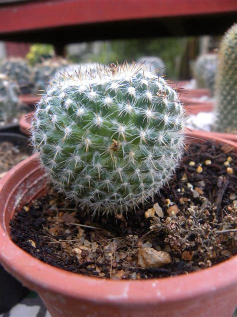 Pincushion cactus plant stock image. Image of organic - 120217521