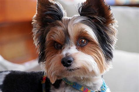 What is a Biewer Terrier? Your Complete Guide to an Adorable Rare Breed - Yorkie Passion