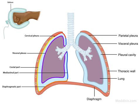 Pleurae Pleural Cavity Pericardial Membrane Root Of Lung At Hilum ...