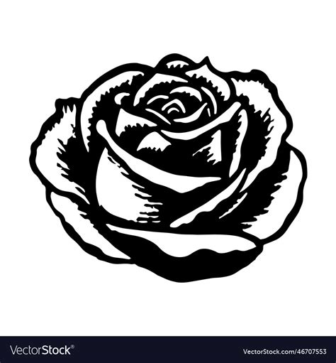 Rose in drawing stencil style Royalty Free Vector Image