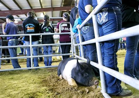 Livestock judging teaches decision-making to youths (w/video, gallery ...