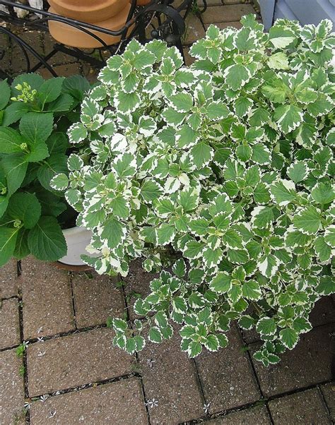 Swedish ivy "variegated" 10 tips for growing a Swedish Ivy plant at: https://www.houseplant411 ...