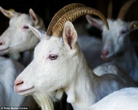 GOATS' stable bleats and small ear movements indicate that farm animals ...