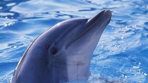 Bottlenose dolphins Wallpapers Images Photos Pictures Backgrounds