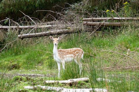 A Kilchoan Diary: Fallow Deer Doe