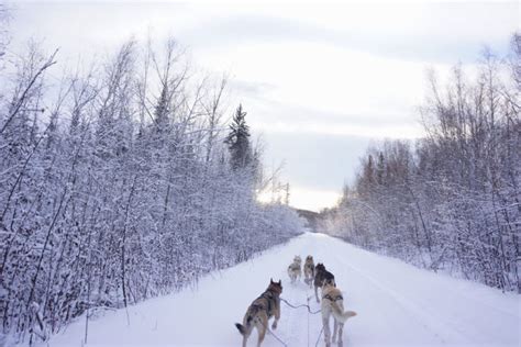 A Traveler's Guide to Hiking in Fairbanks, Alaska