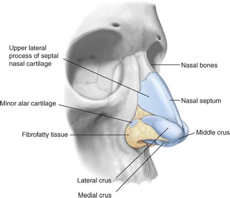 Framework: Cartilaginous Support | Plastic Surgery Key