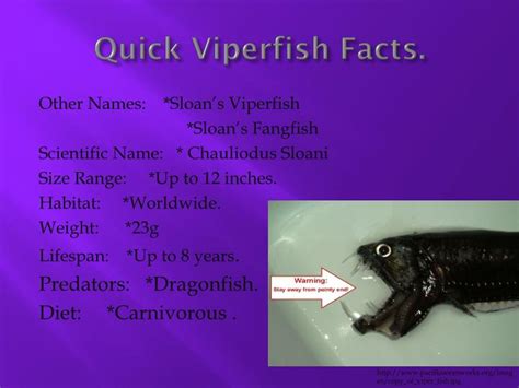 PPT - Viperfish. PowerPoint Presentation - ID:2273905