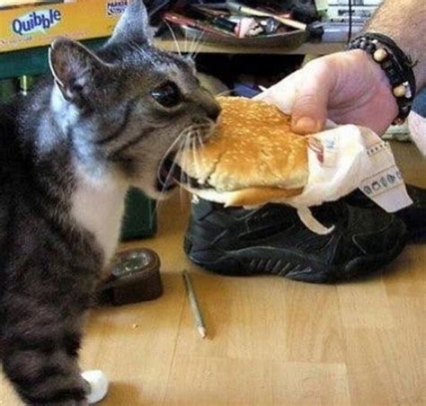 A Cat Has-ing a Cheezburger | Cheezburger | Know Your Meme