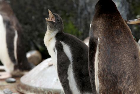 Edinburgh Zoo penguins barred from breeding amid staff shortages ...