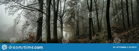 Dark creepy foggy forest stock photo. Image of horror - 147759884