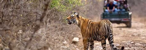 Ranthambore National Park, Ranthambore National Park Packages, Ranthambore Wildlife, Ranthambore ...