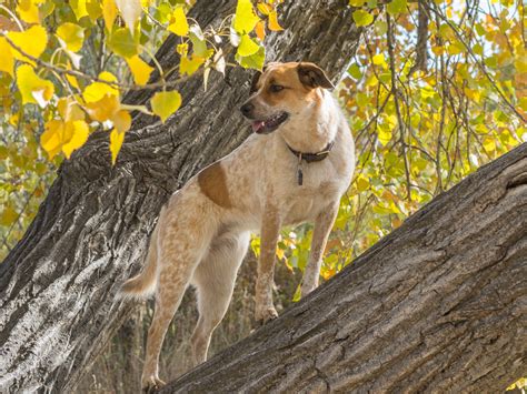 Dog Portrait Photography: Moxie, the Wonder Tree Climbing Dog