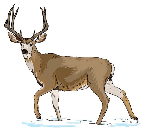 deer clipart - Clip Art Library