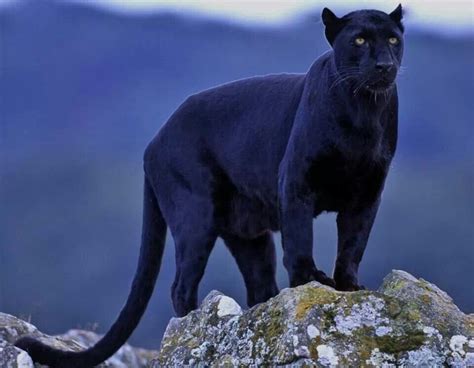 Panther | Grande felino, Gatos selvagens, Animais silvestres