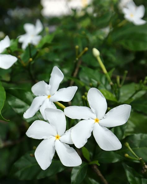 ROYAL LAND Live Chinese Crape Jasmine Flower Plant Bushy White Small Flower Live Plant ...