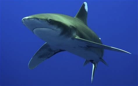 Oceanic Whitetip Sharks - the Sharks that have Eaten the Most People! | HubPages