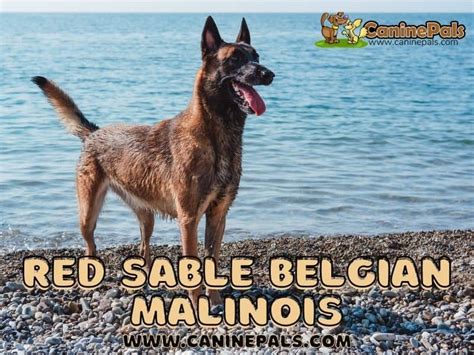 Red Sable Belgian Malinois - Canine Pals