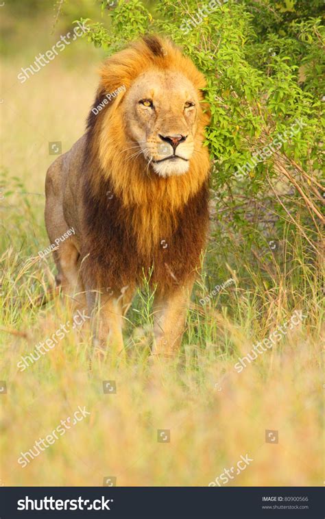 Male Lion With Dark Mane Stock Photo 80900566 : Shutterstock