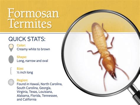 Formosan Termites: What You Need to Know? - J&J Exterminating