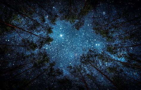 Earth, Starlight, Forest, Night, Sky, Stars, Tree, HD wallpaper | Peakpx