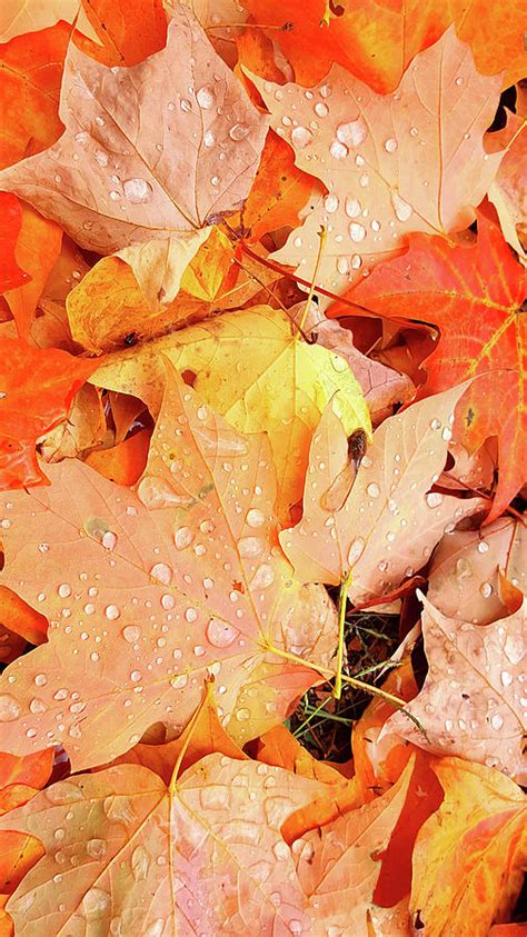 Rain Drops on Fall Leaves Photograph by Zane Kuhle | Fine Art America