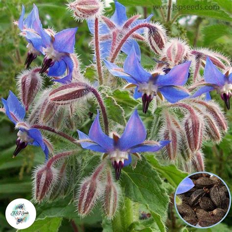 100 Borage Officinalis Seeds (Flower Garden Plants) – JSPSeeds