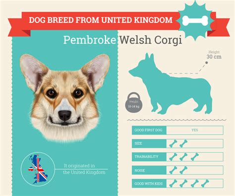 Pembroke Welsh Corgi Dog Breed Information [INFOGRAPHIC] | Dog Breeds List Family Dogs Breeds ...