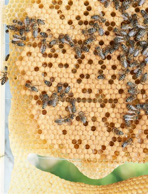 Honeycomb and bees stock image. Image of fresh, honeyed - 25639465