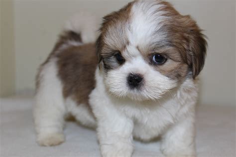 Lhasa Apso Puppies Photos - Pictures Of Animals 2016