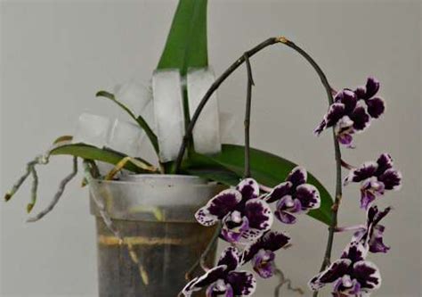 Watering Orchids With Ice Cubes - Does It Harm orchids?