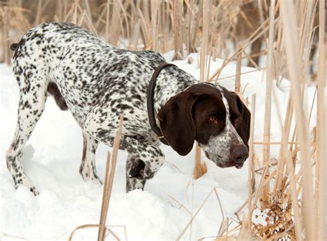 Ontario Hunting Regulations Summary | ontario.ca