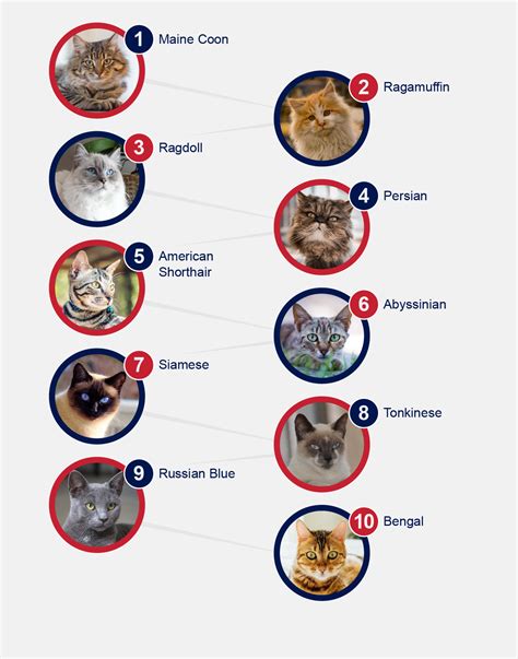 Popular Breeds Of Cats - PetlifeSA