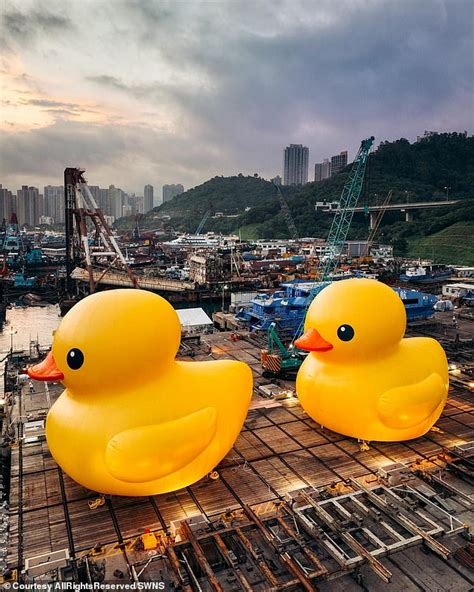 It's good to be quack! Giant rubber duck returns to Hong Kong harbour ...