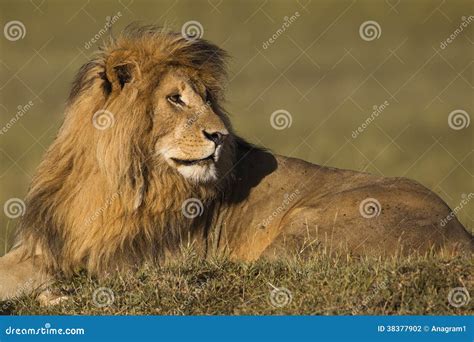 African lion cubs stock photo. Image of savannah, nature - 38377902