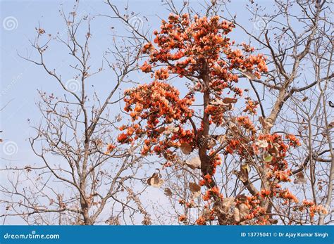 Flame of forest trees stock image. Image of palas, colorful - 13775041