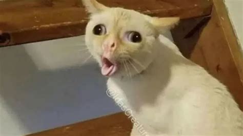 Coughing Cat Meme Template - Piñata Farms - The best meme generator and ...