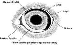 Eye anatomy dog 67 Ideas | Dog eyes, Eye anatomy, Animal study