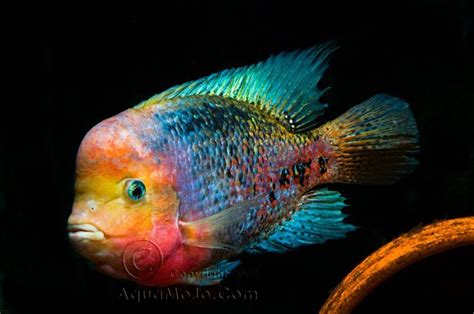 Rainbow cichlid - Paradise of birds | Cichlid aquarium, Cichlids, Cichlid fish