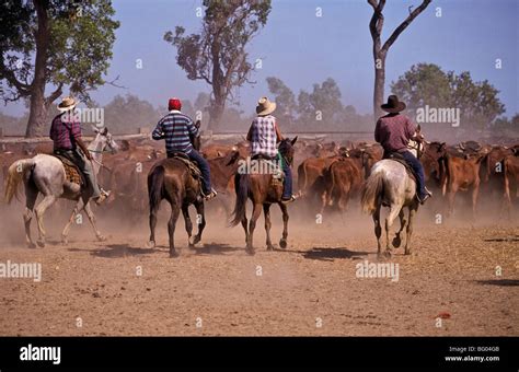 Mustering cattle, outback Australia Stock Photo - Alamy