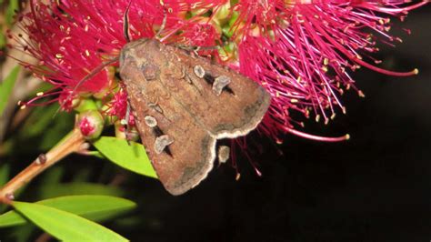 Bogong moths: the bush tucker superfood swarming Canberra