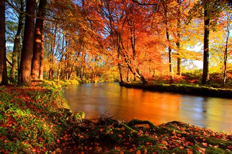 Download Fall Forest Nature River HD Wallpaper