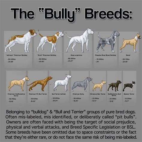 The Bully Breeds