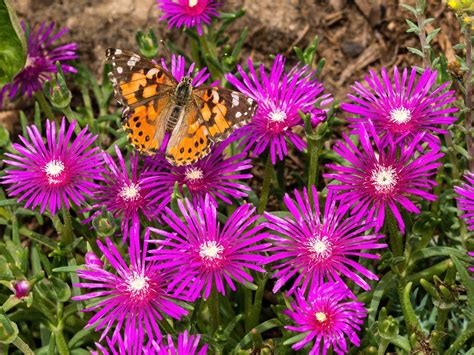 Ice Plant Succulent: Everything You Need To Know - Smart Plants