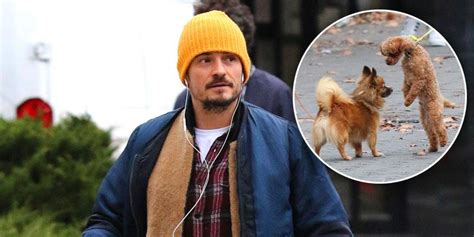 Orlando Bloom Laughs As His Dog Mighty Gets Into Street Fight In NYC