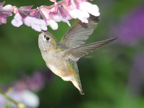 Calliope Hummingbird – GEOFF DENNIS PHOTOS