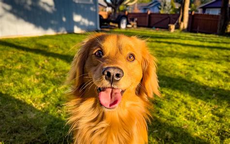 Pacific Northwest Mini Goldens - Miniature Golden Retrievers Breeder