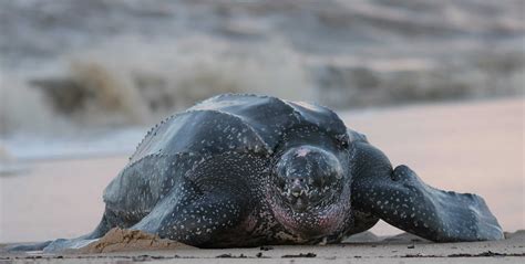 Leatherback Turtles are “Sea Dogs” of the Ocean - Maui Ocean Center